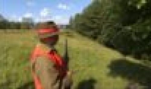 Battue aux sangliers dans la région hutoise